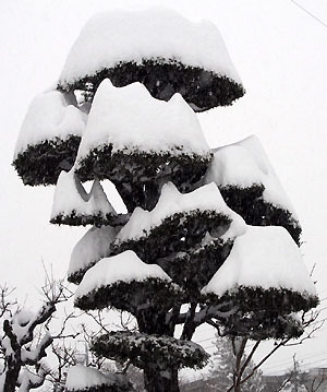 積雪50cm