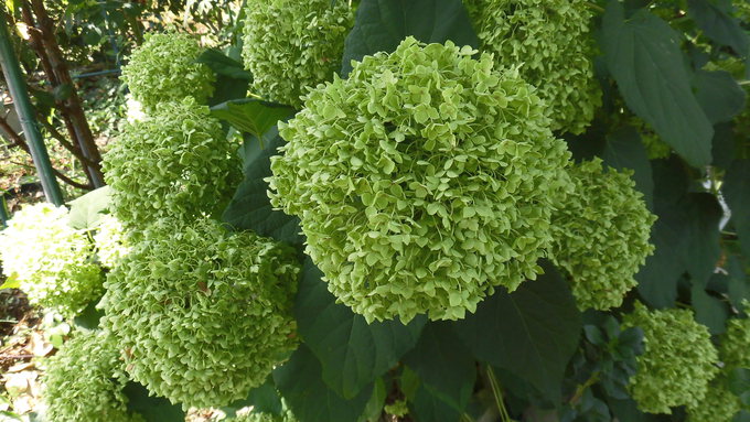 紫陽花一族