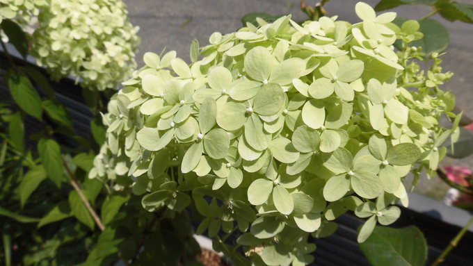紫陽花一族