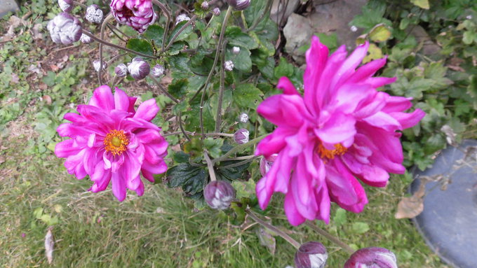 秋明菊