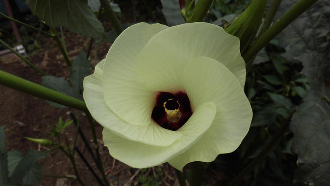 オクラの花