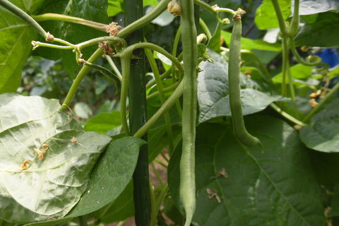 野菜作りⅡ－１