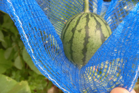 野菜作りⅡ－２