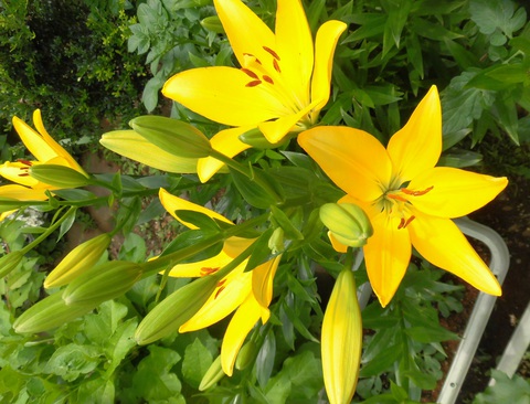 狭庭の花たちⅠ－１