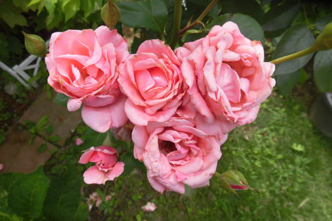 狭庭の花たちⅠ－２