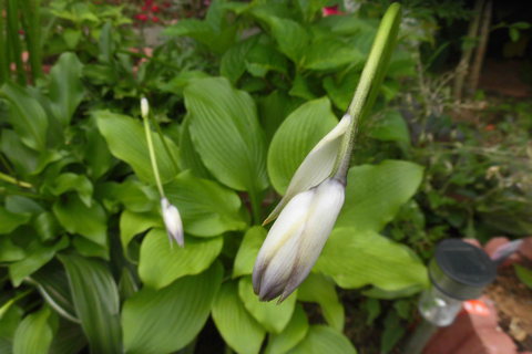 狭庭の花たちⅠ－４