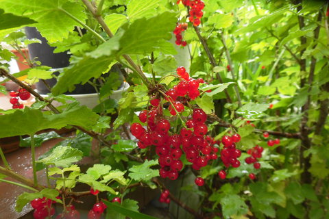 狭庭の花たちⅠ－6