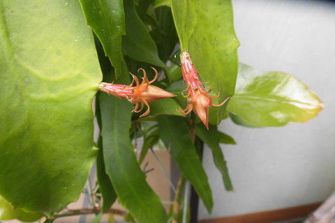 狭庭の花たちⅠ－5