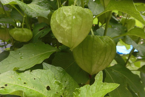 狭庭の花たち　鬼灯