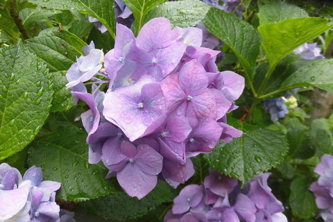 狭庭の花たち　アジサイ