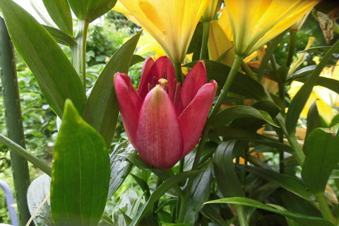 狭庭の花たち　ユリ