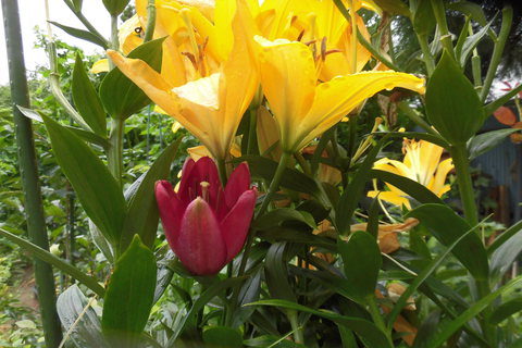 狭庭の花たち　ユリ