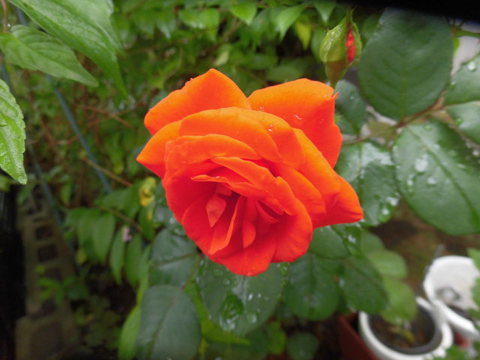 狭庭の花たち　変な名前のバラ