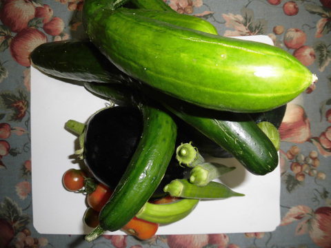 野菜作り  今日の収穫