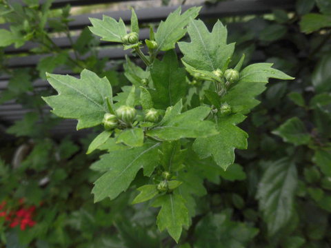 狭庭の花たち　菊