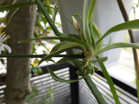 狭庭の花たち　オリヅルラン
