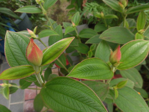 狭庭の花たち　ノボタン