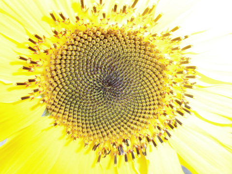 狭庭の花たち　ひまわり