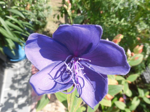 狭庭の花たち　ノボタン