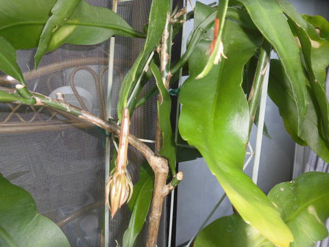 狭庭の花たち　月下美人