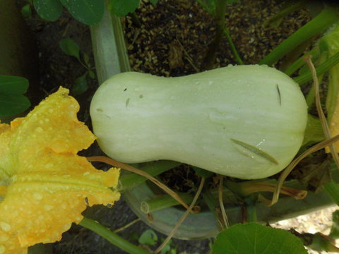 野菜作り　カボチャ