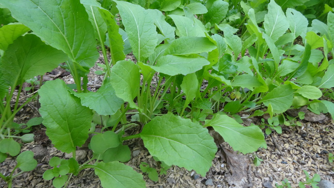 野沢菜