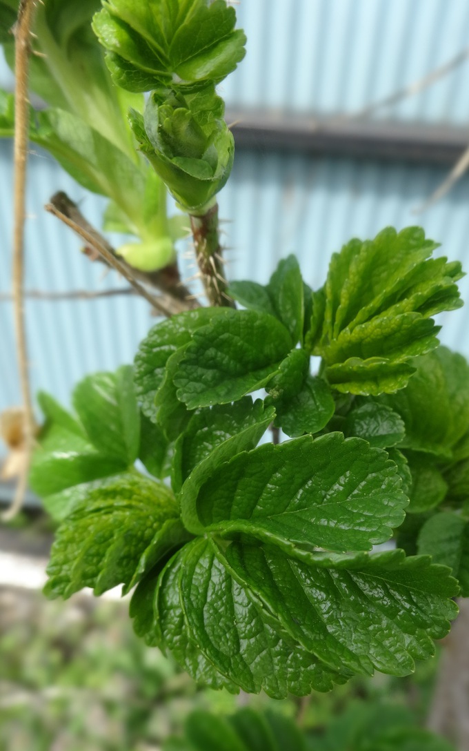 ハマナスが芽吹いた