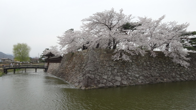 桜が満開