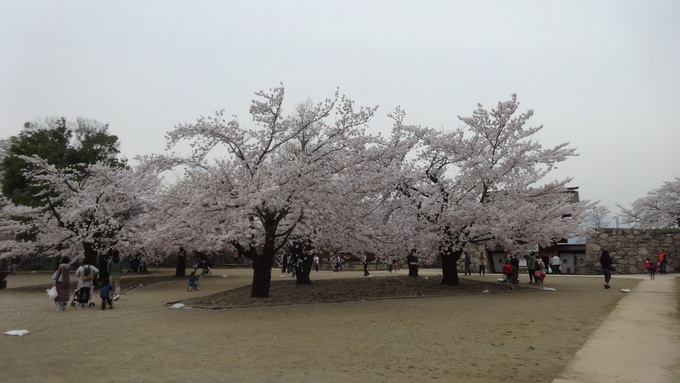桜が満開