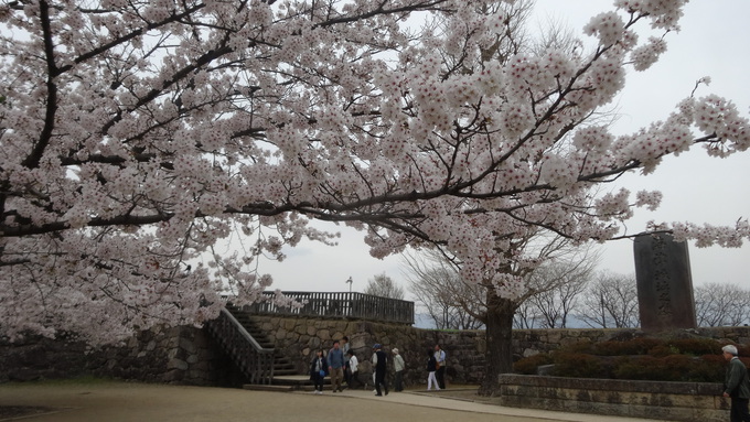 桜が満開