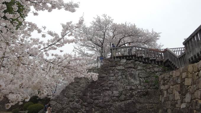 桜が満開