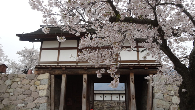 桜が満開