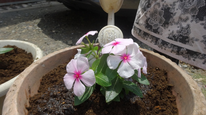 草花は相方の仕事？