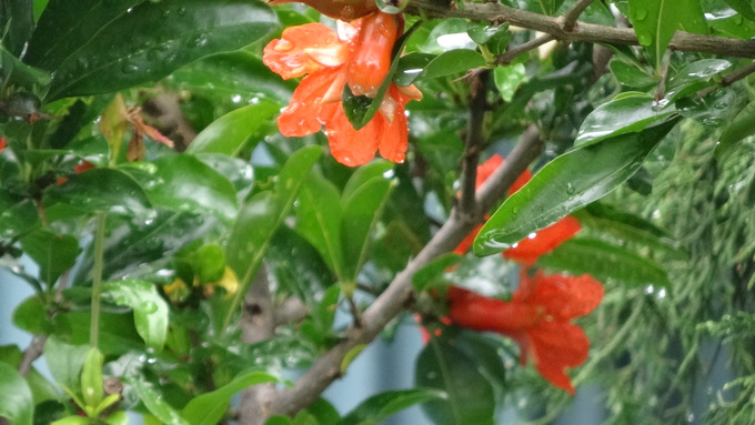 久々の花