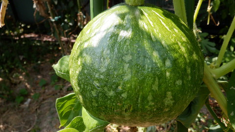 野菜作り