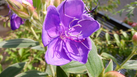 狭庭の花たち　ノボタン