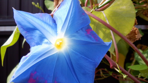 狭庭の花たち　朝顔