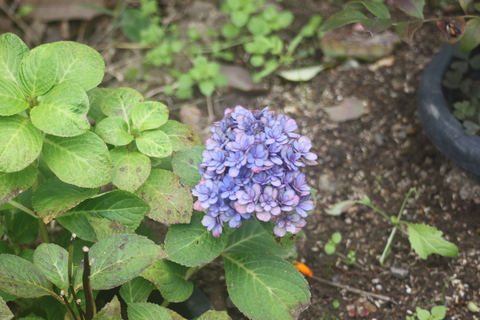 今、狭庭に咲く花
