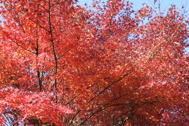 紅葉