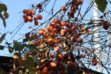 紅葉