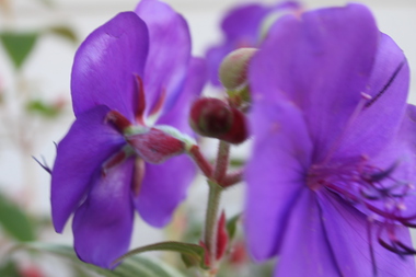 狭庭の花