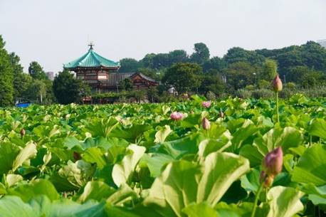上野の蓮池