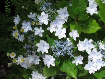 篠ノ井ランニングクラブ ｓｒｃ 墨田の花火 紫陽花 若槻温泉