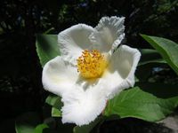 ワクチン接種2回目　・夏椿