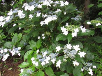 篠ノ井ランニングクラブ ｓｒｃ 墨田の花火 と言う名の紫陽花 若槻温泉にて