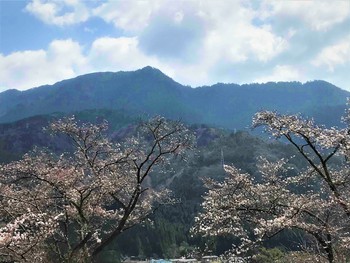 「桜の波と南木曽岳」