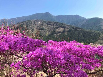 「桜が散り始めてもミツバツツジが満開に」