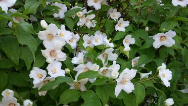 バランスいちばん ココロとカラダ 初夏に咲く白い花