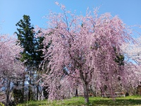 中野・谷巌寺さんの桜