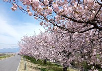 強風の小布施桜堤
